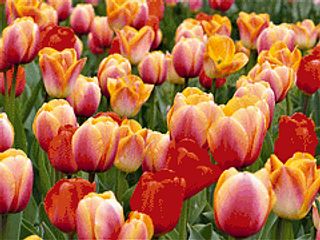 Tulip Garden