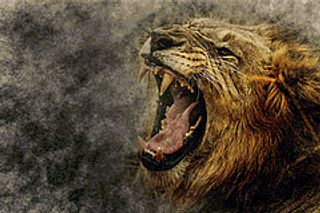 Angry Lion