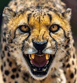 Angry Cheetah