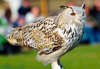 Eagle Owl