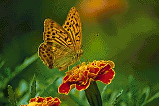 Butterfly