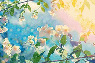 Bougainvillea - Left