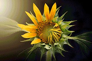 Coming Into Bloom