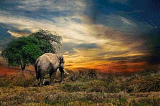 Elephant Wilderness
