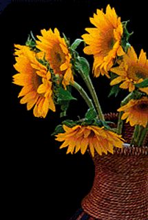 Sunflowers