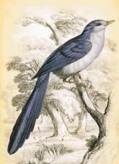 Blue Jay