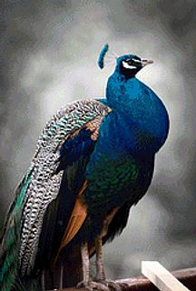 Peacock