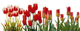 Field of Tulips