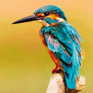 Kingfisher