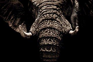Tusks