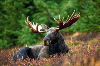 Canadian Antler Cow