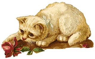 Vintage Kitten
