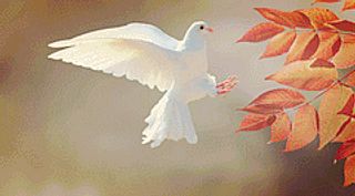 White Dove