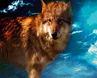 Wolf