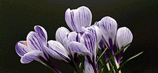 Spring Crocus