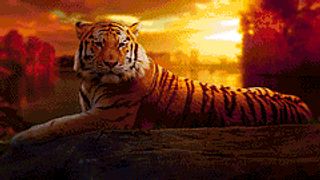 Chilaxed Tiger