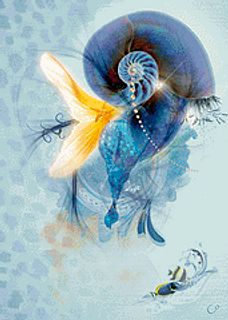 Sea Snail Shell
