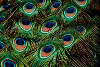 Peacock Feather