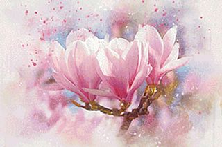Magnolia in Pink