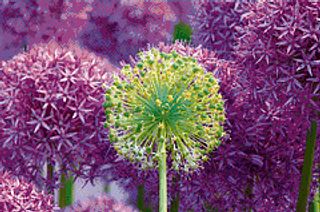 Bloom of Purple