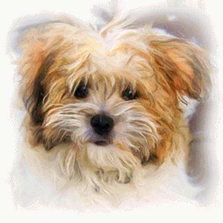 Terrier Puppy