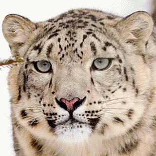 Snow Leopard 