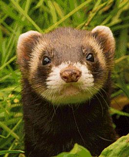 Ferret